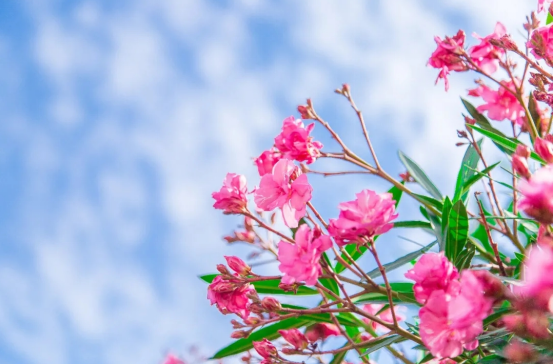 圖為夾竹桃花朵