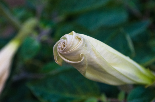 曼陀羅花